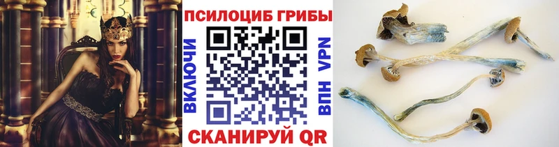 где продают   Донецк  Галлюциногенные грибы Psilocybe 